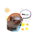 大阪府産です。（個別スタンプ：6）