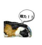 大阪府産です。（個別スタンプ：8）