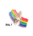 シーズーのダッシュ2（個別スタンプ：1）
