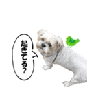 シーズーのダッシュ2（個別スタンプ：2）