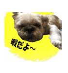 シーズーのダッシュ2（個別スタンプ：3）