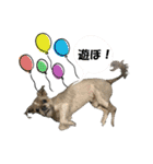 シーズーのダッシュ2（個別スタンプ：4）