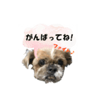 シーズーのダッシュ2（個別スタンプ：12）