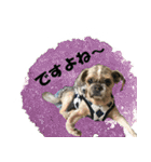 シーズーのダッシュ2（個別スタンプ：17）