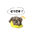 シーズーのダッシュ2（個別スタンプ：18）