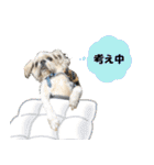 シーズーのダッシュ2（個別スタンプ：20）