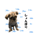 シーズーのダッシュ2（個別スタンプ：23）
