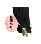 シーズーのダッシュ2（個別スタンプ：28）
