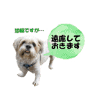 シーズーのダッシュ2（個別スタンプ：35）