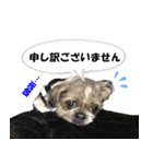 シーズーのダッシュ2（個別スタンプ：36）