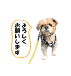 シーズーのダッシュ2（個別スタンプ：39）
