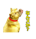 表情の豊かすぎるピットブル犬ロジャー1 改（個別スタンプ：8）