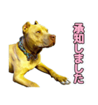 表情の豊かすぎるピットブル犬ロジャー1 改（個別スタンプ：16）