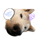 柴犬こじろーすたんぷ（個別スタンプ：1）
