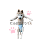 柴犬こじろーすたんぷ（個別スタンプ：2）
