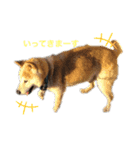 柴犬こじろーすたんぷ（個別スタンプ：3）