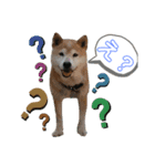 柴犬こじろーすたんぷ（個別スタンプ：4）