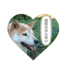 柴犬こじろーすたんぷ（個別スタンプ：5）