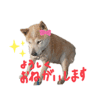 柴犬こじろーすたんぷ（個別スタンプ：6）