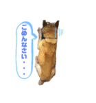 柴犬こじろーすたんぷ（個別スタンプ：7）