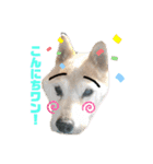 柴犬こじろーすたんぷ（個別スタンプ：8）