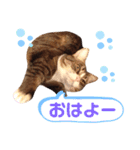 我が家の【バイリンガル】なキジ白ちゃん（個別スタンプ：3）