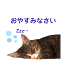 我が家の【バイリンガル】なキジ白ちゃん（個別スタンプ：5）