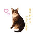 我が家の【バイリンガル】なキジ白ちゃん（個別スタンプ：7）