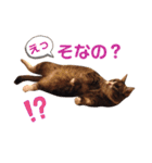 我が家の【バイリンガル】なキジ白ちゃん（個別スタンプ：15）