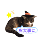 我が家の【バイリンガル】なキジ白ちゃん（個別スタンプ：17）