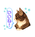 我が家の【バイリンガル】なキジ白ちゃん（個別スタンプ：23）