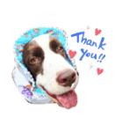 E.SPRINGERSPANIEL WOODS 2（個別スタンプ：1）
