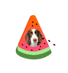 E.SPRINGERSPANIEL WOODS 2（個別スタンプ：2）