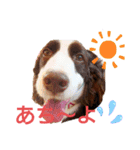 E.SPRINGERSPANIEL WOODS 2（個別スタンプ：3）