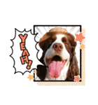 E.SPRINGERSPANIEL WOODS 2（個別スタンプ：4）