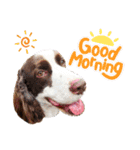 E.SPRINGERSPANIEL WOODS 2（個別スタンプ：5）