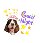 E.SPRINGERSPANIEL WOODS 2（個別スタンプ：6）