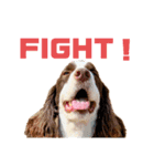 E.SPRINGERSPANIEL WOODS 2（個別スタンプ：7）