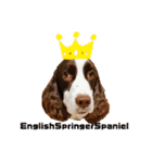 E.SPRINGERSPANIEL WOODS 2（個別スタンプ：8）