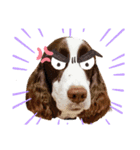 E.SPRINGERSPANIEL WOODS 2（個別スタンプ：9）