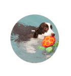 E.SPRINGERSPANIEL WOODS 2（個別スタンプ：11）