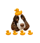 E.SPRINGERSPANIEL WOODS 2（個別スタンプ：12）