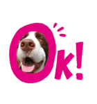 E.SPRINGERSPANIEL WOODS 2（個別スタンプ：15）