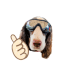E.SPRINGERSPANIEL WOODS 2（個別スタンプ：16）