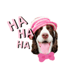 E.SPRINGERSPANIEL WOODS 2（個別スタンプ：17）
