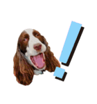 E.SPRINGERSPANIEL WOODS 2（個別スタンプ：18）