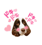 E.SPRINGERSPANIEL WOODS 2（個別スタンプ：21）