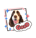 E.SPRINGERSPANIEL WOODS 2（個別スタンプ：22）