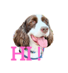 E.SPRINGERSPANIEL WOODS 2（個別スタンプ：24）