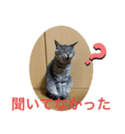 ハチワレ時々キジトラ2（個別スタンプ：16）